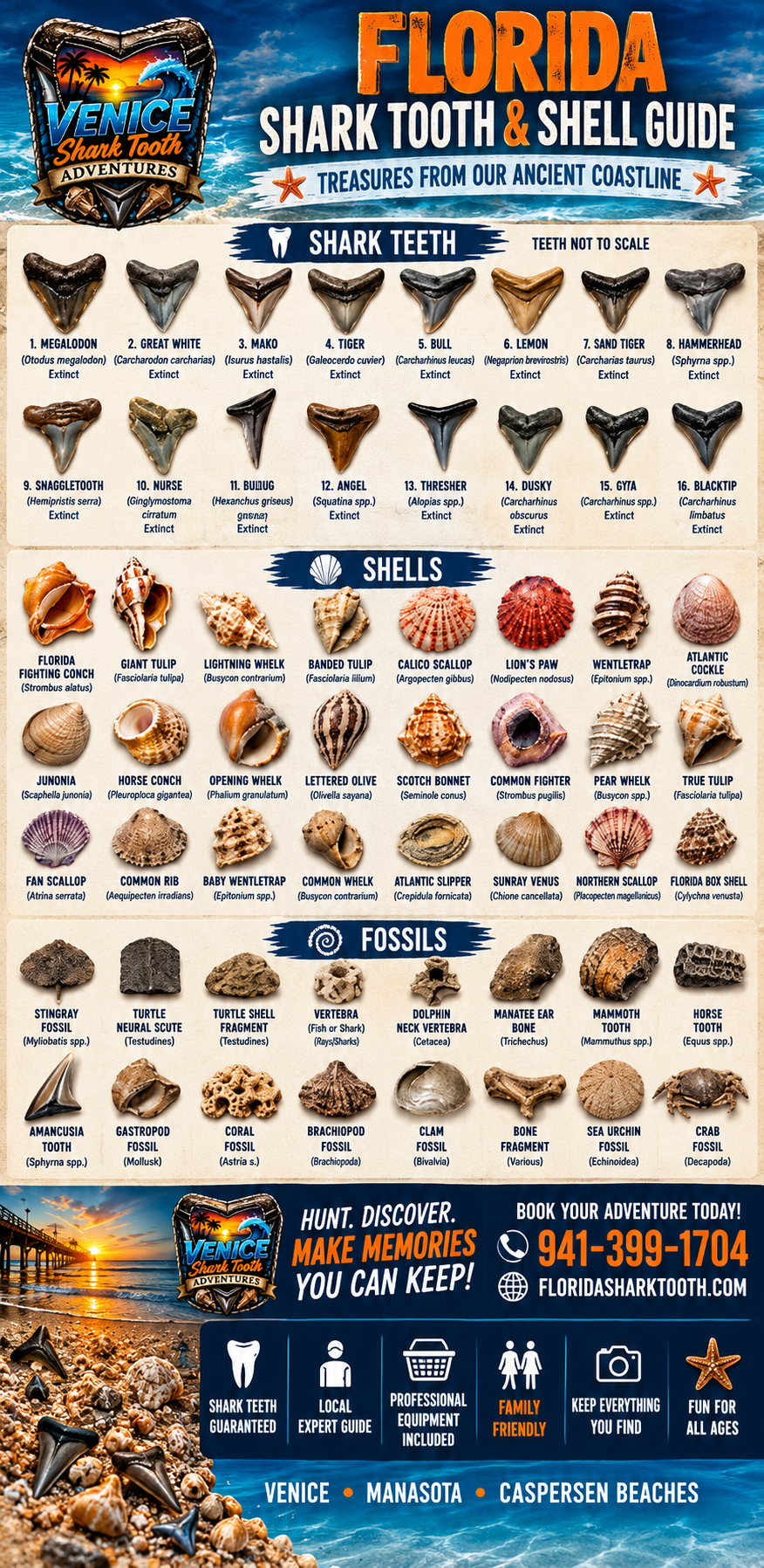 Florida shark tooth and shell reference guide poster featuring shark teeth, shells and fossils